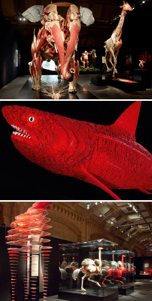Natural History Museum: Animals Inside Out | anatomy UK